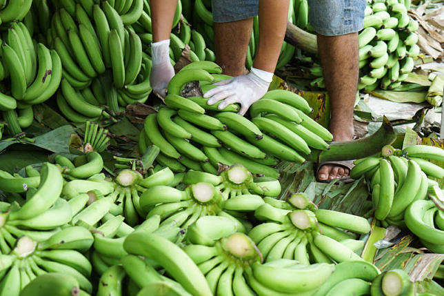 Мука из зеленых бананов – хит на рынке здорового питания — отдыхаем вместе (мука зеленых бананов на кето)